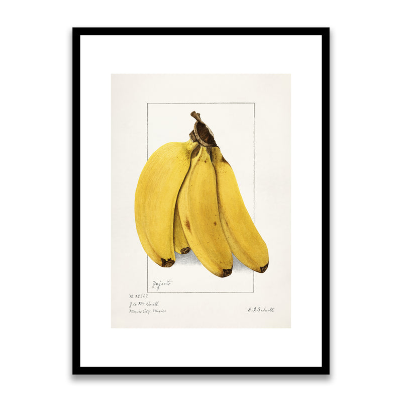 Bananas Musa 1904 Framed Print