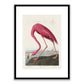 Pink Flamingo from Birds of America by John James Audubon Framed Print