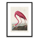 Pink Flamingo from Birds of America by John James Audubon Framed Print