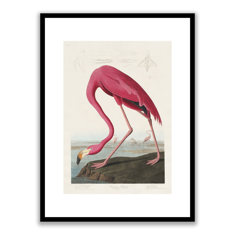 Pink Flamingo from Birds of America by John James Audubon Framed Print
