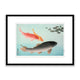 Common and Golden Carp 1953 by Ohara Koson Framed Print