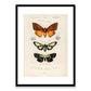 Butterflies Framed Print