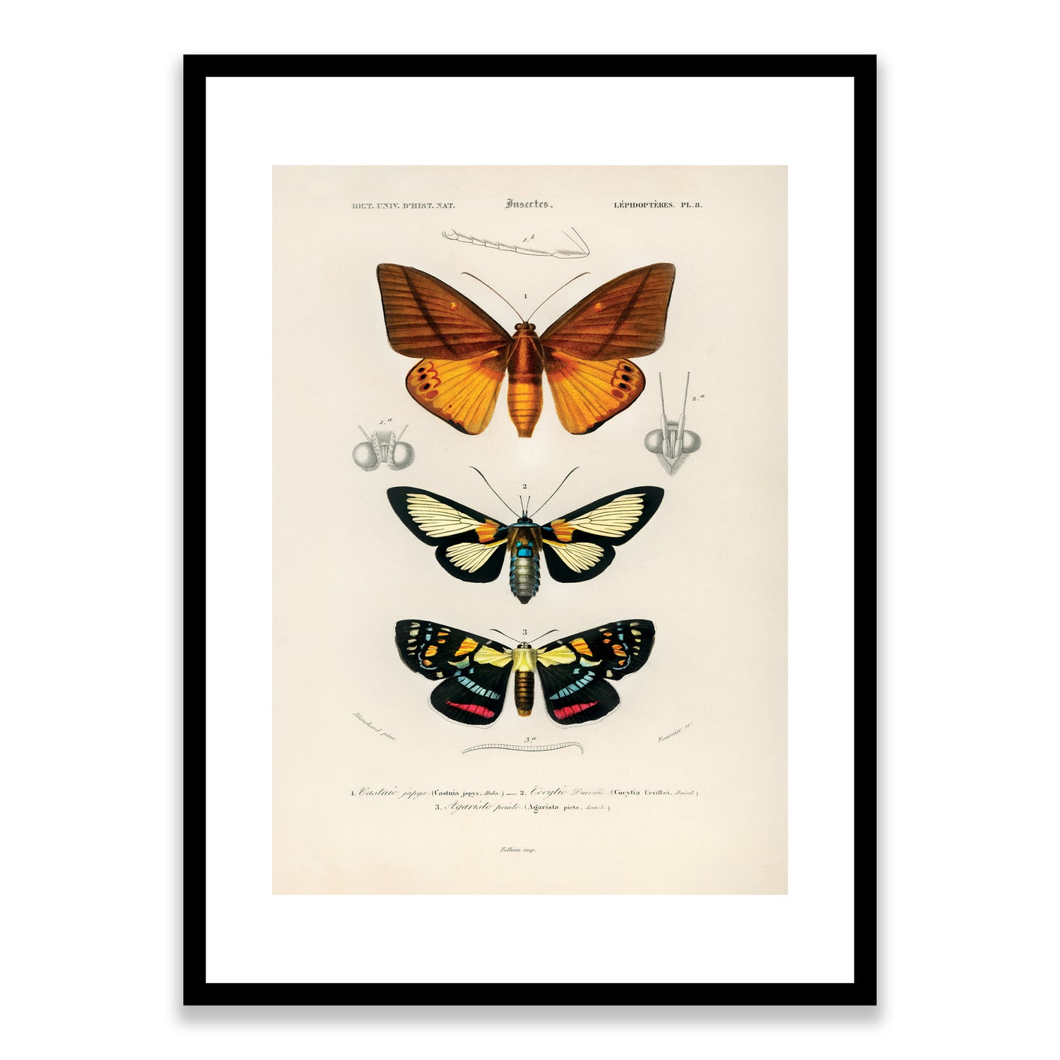 Butterflies Framed Print