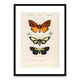 Butterflies Framed Print