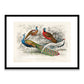 Peacocks - Blackie & Son Framed Print