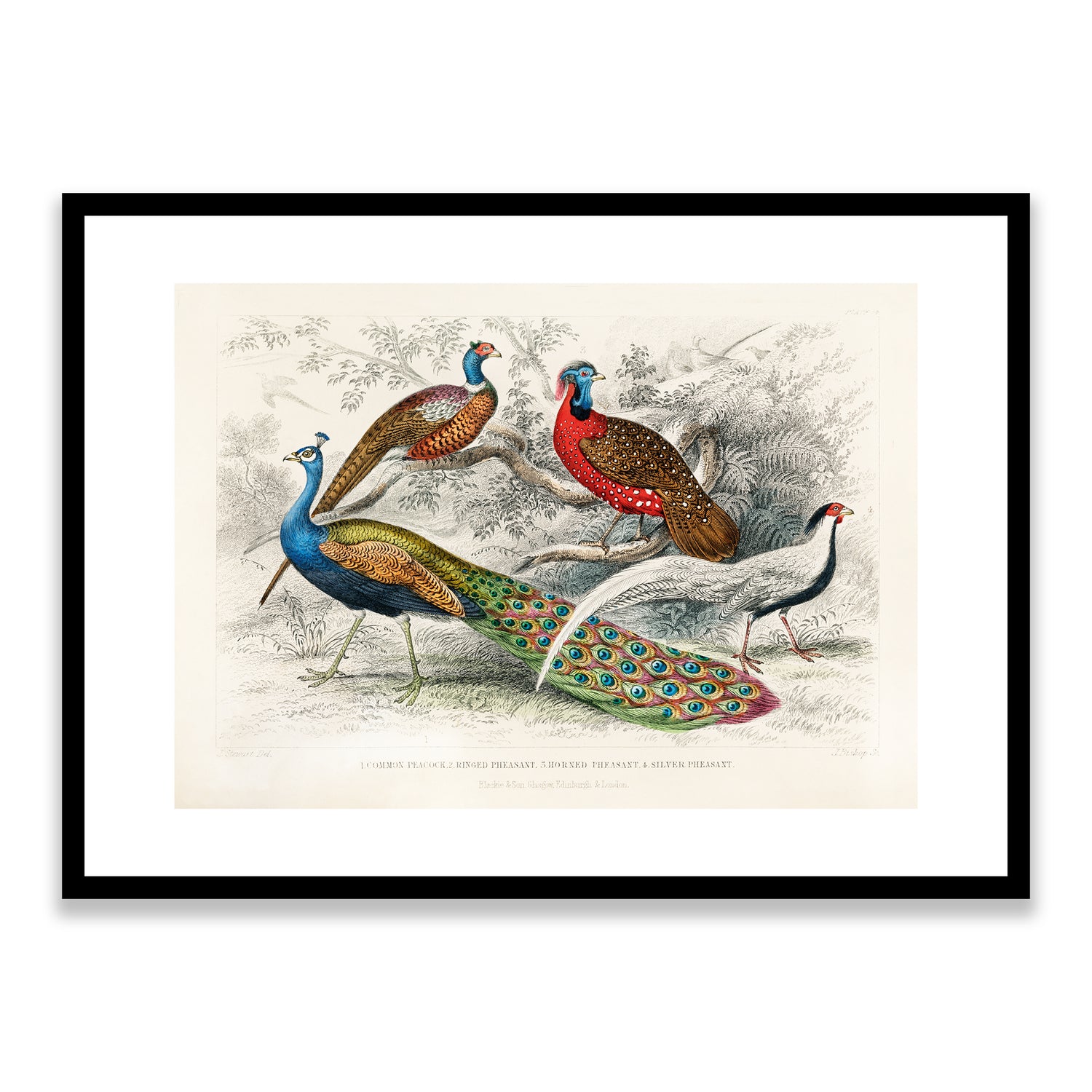 Peacocks - Blackie & Son Framed Print