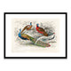 Peacocks - Blackie & Son Framed Print
