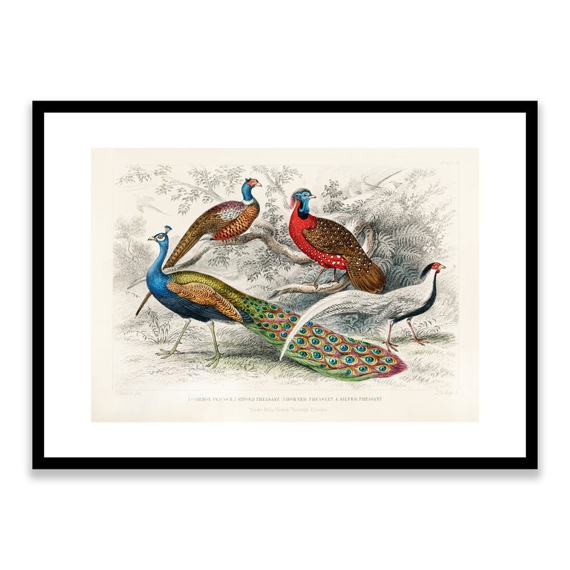 Peacocks - Blackie & Son Framed Print