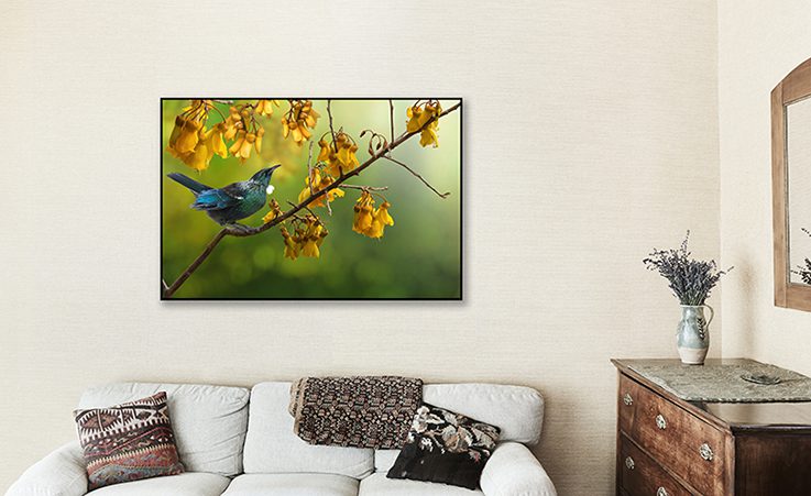 Tui in Kowhai Framed Canvas 60×90 | Hardings Furniture